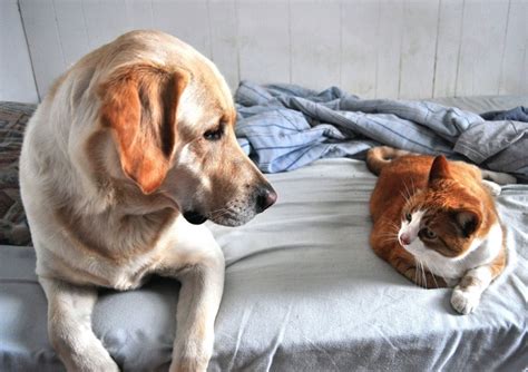 Pussyfooting Around Introducing Your Dog And Cat How I Met My Dog