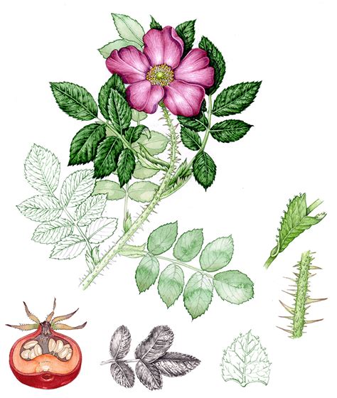 Botanical Illustration Of Rose Leaves Lizzie Harper