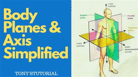 Coronal Sagittal Transverse Planes