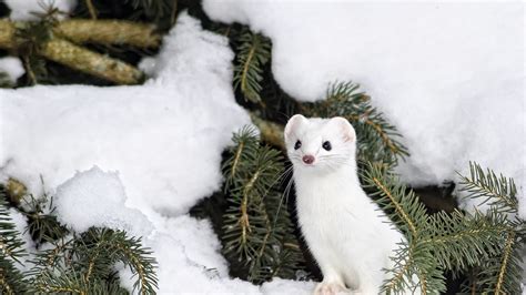 Tierbilder tiere tier fotos natur tiere hirsche schnee ausgestopftes tier winterbilder süße tiere. Winterbilder Tiere Als Hintergrundbild : Winter Wallpaper ...