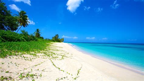 Paradise Beach In Barbados Expediaca