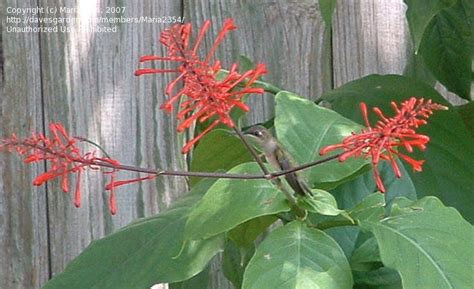 Plantfiles Pictures Thyrsacanthus Species Cardinal Guard Firespike