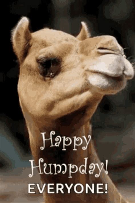 Camel Hump Day Clip Art