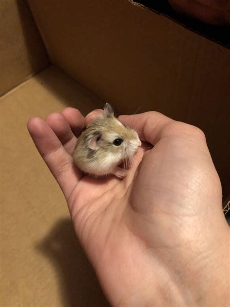 This Is Elliot The Worlds Smallest Breed Of Hamster He Is The Best