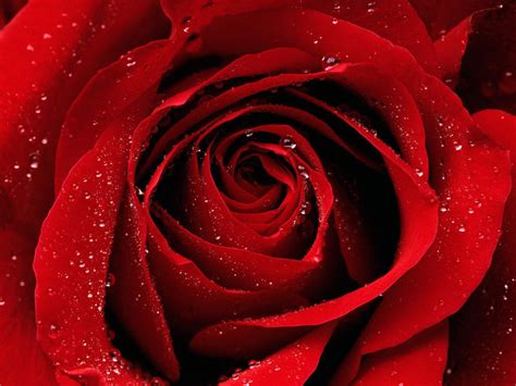 Bộ ảnh Hoa Hồng đỏ đẹp Nhất Mọi Thời đại Siêu Imba