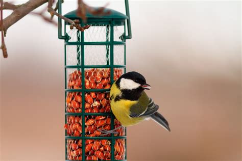 How To Attract Birds To Your Garden Wildthings
