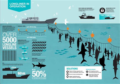 Biggest Fish In The Sea Pt 1 Complete Guide To Sustainable Fishing