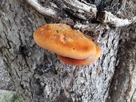 Bright Orange Fungus On Tree Uk Bmp Syrop