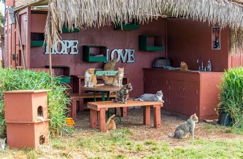 Youll Want To Pet And Snuggle The Cats At Lanai Cat Sanctuary In Hawaii