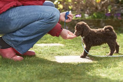 Do Dog Training Clickers Work A Comprehensive Guide To Clicker