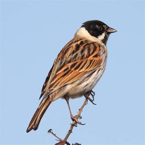 Reed Bunting Gloucestershire · Inaturalist