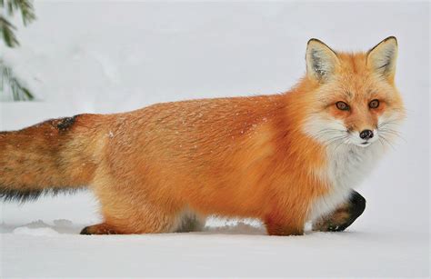 The Timid And Curious Red Fox Nature Canada