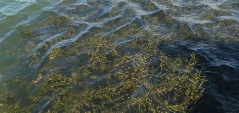 Submerged Aquatic Vegetation Maryland Sea Grant