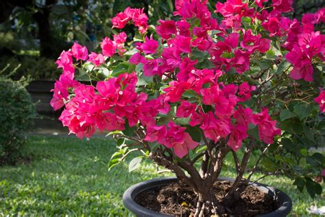 Bougainvillea Plant Care And Growing Tips Uk