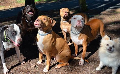 Rescuer Feared Pit Bulls Until She Met One Now She Has 4
