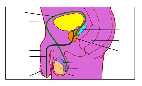 • note that the spermatic cord contains blood vessels and nerves to provide a source of nourishment, sensation and waste removal for the testes. Male Anatomy Diagram Unlabeled : Male Reproductive System ...