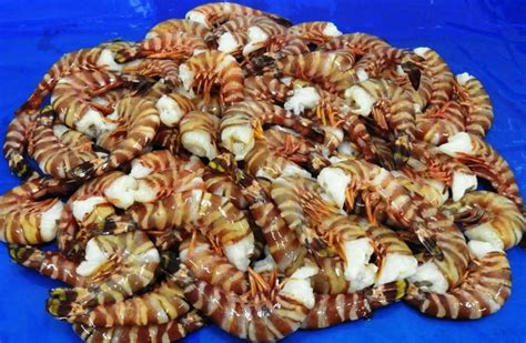 Headless Sea Tiger Shrimps Prawns Block K V Marine Exports Chennai
