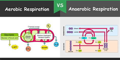 Difference Between Aerobic And Anaerobic Respiration Bio Differences