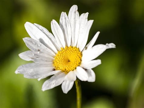 Marguerite Flower Blossom Free Photo On Pixabay Pixabay