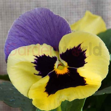 Pansy Yellow And Purple Wing 6 Pack Easy Colour Garden World