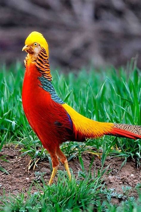 Colorful Rare Exotic Birds Unique Rare Bird