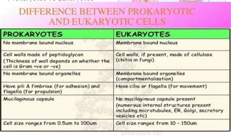Differences Between Prokaryotes Eukaryotes