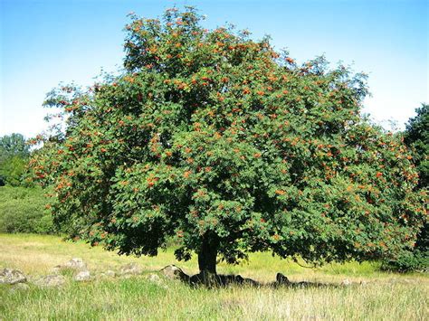 Rowan European Mountain Ash Sorbus Aucuparia Tree 100 Seeds Tree