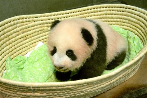 Ueno Zoos Star Panda Cub Turns 100 Days Old As Public Eagerly Awaits
