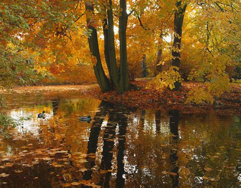Autumn Trees Pond Ducks Nature F Wallpaper 3274x2567 174851