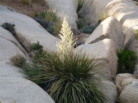Photo by joshua tree national park on flickr (use permitted with attribution). Yucca schidigera, Mojave Yucca