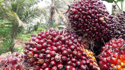 Kelapa sawit means oil palm in malay. Perbaikan Tata Kelola Sawit Hadapi Berbagai Tantangan