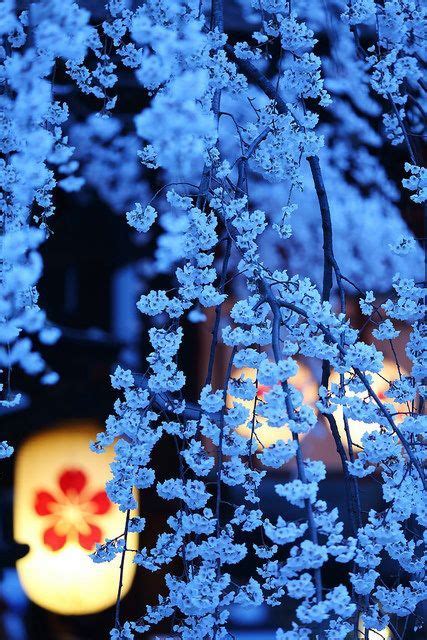Cherry Blossom Night Kyoto Japan Beautiful World Beautiful Flowers