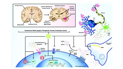 Alzheimers Disease Ad As A Neurodegenerative Disease Is The Most