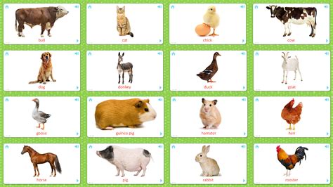Flashcards For Kids Pets And Farm Animals 21 Cards Flashcards For Kids
