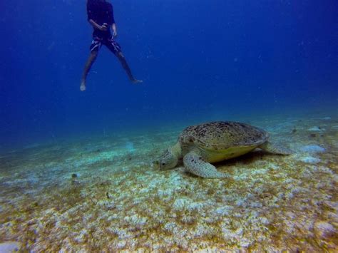 The 9 Best Programs For Volunteering With Sea Turtles Sea Turtle