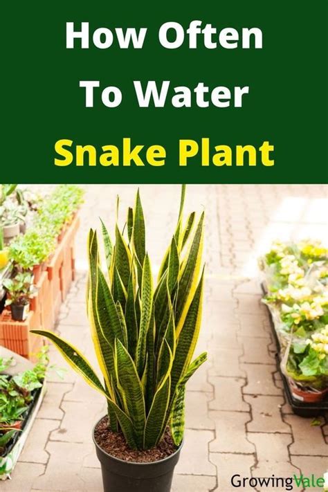 How Often To Water Snake Plant And Fix Overwatered Issues Growingvale
