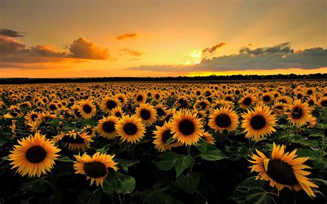 Sunflower Sunset Desktop Wallpaper 23721 Baltana