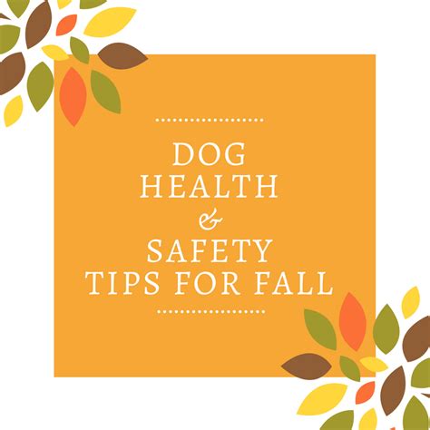 Ask Away Dog Health Safety Tips For Fall