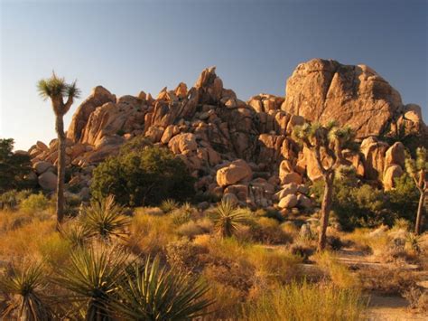 Fees Waived For National Forests Joshua Tree On Mlk Holiday Weekend