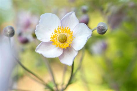 How To Grow And Care For Anemone Windflower Plants
