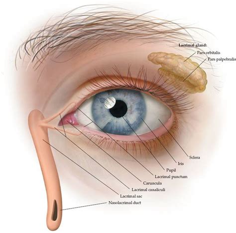 Eye Disorders Pediatrics Harwood Nuss Clinical Practice Of