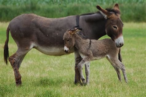 Donkeys Mating Pictures On Animal Picture Society