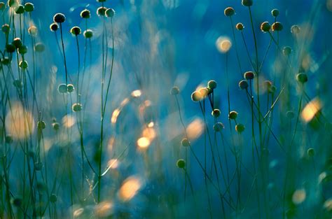 Wallpaper Sunlight Water Nature Reflection Grass Plants Branch