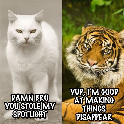 Image Tagged In Tiger King Funny Memes Imgflip