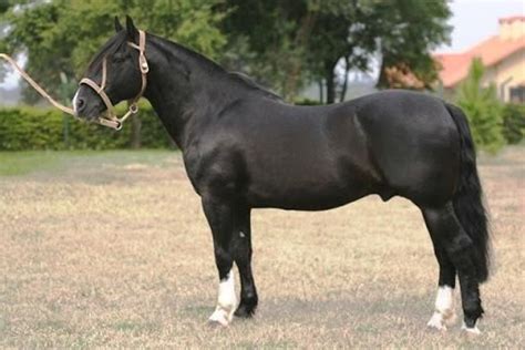 mejores imagenes de caballos chilenos en pinterest chileno caballos  horse caballo
