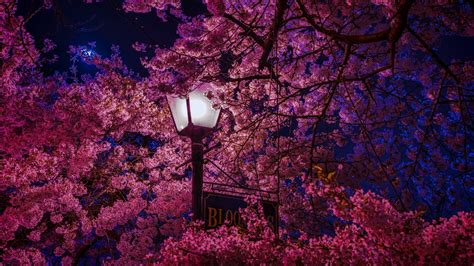 Download Lamp Post Pink Flower Blossom Sakura Photography Night 4k