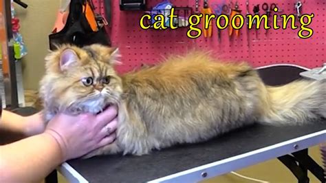 Cat Grooming How To Groom Cat YouTube