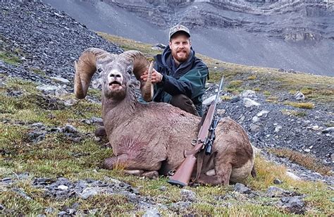 Alberta Ministers Special Bighorn Sheep Permit The Alberta Fish And Game