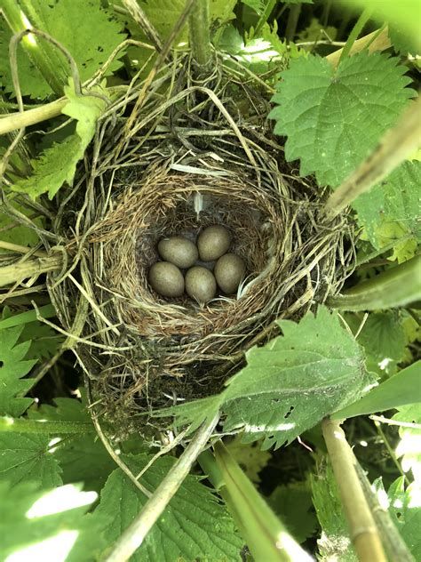 Sedge Warbler Nest Nunnery Lakes 2018 Bird Nest Craft Bird Nest