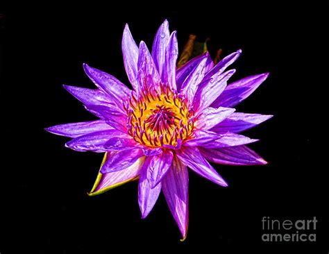 Purple Water Lily Photograph By Nick Zelinsky Jr Fine Art America